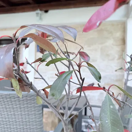 Casa Pietra 27 , Authentic Istrian Stone House